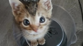 BEAT365：不能任由“霸座”家族继续壮大(图1)